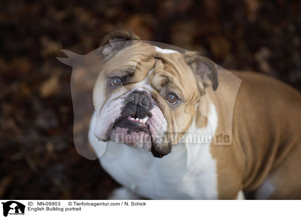 English Bulldog portrait / NN-09903