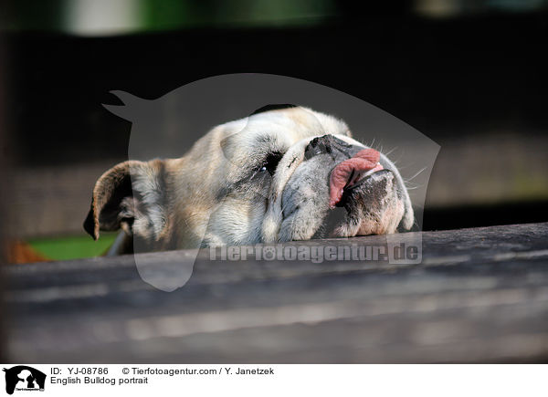 English Bulldog portrait / YJ-08786