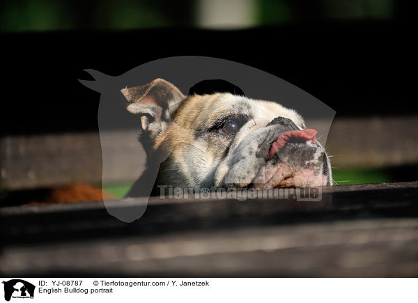 English Bulldog portrait / YJ-08787