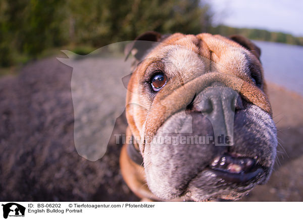 English Bulldog Portrait / BS-06202