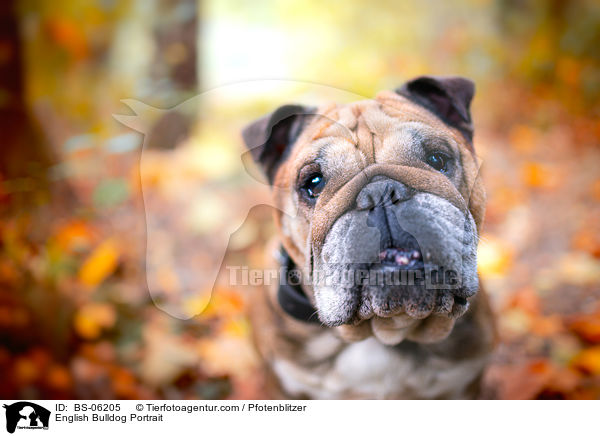 English Bulldog Portrait / BS-06205