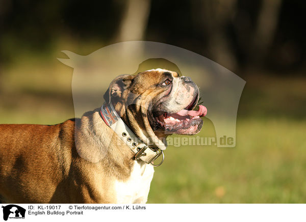 English Bulldog Portrait / KL-19017