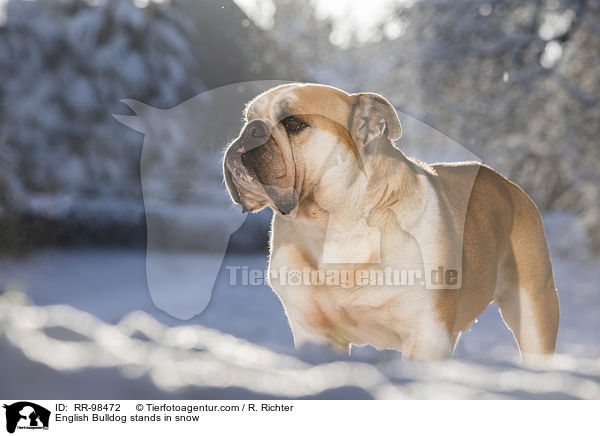 English Bulldog stands in snow / RR-98472