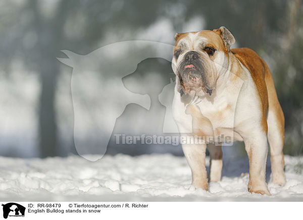 English Bulldog stands in snow / RR-98479