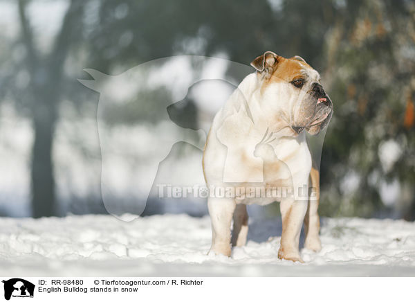 English Bulldog stands in snow / RR-98480