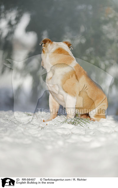 English Bulldog in the snow / RR-98487