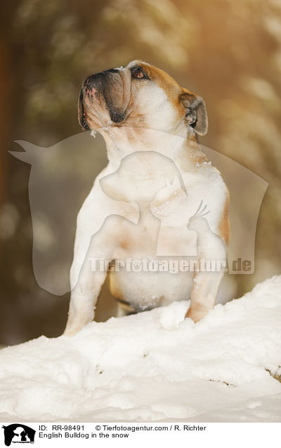 English Bulldog in the snow / RR-98491