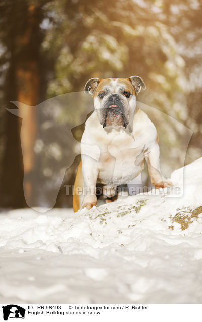 English Bulldog stands in snow / RR-98493