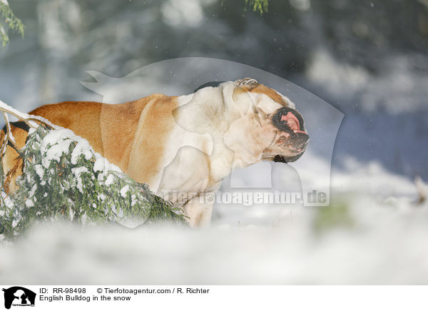 English Bulldog in the snow / RR-98498