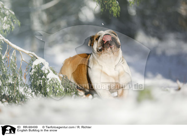 English Bulldog in the snow / RR-98499