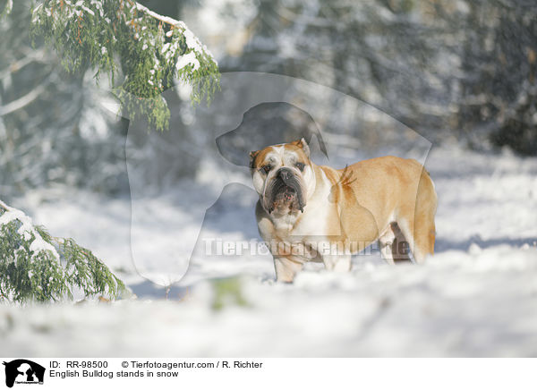 English Bulldog stands in snow / RR-98500