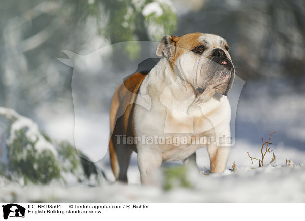 English Bulldog stands in snow / RR-98504