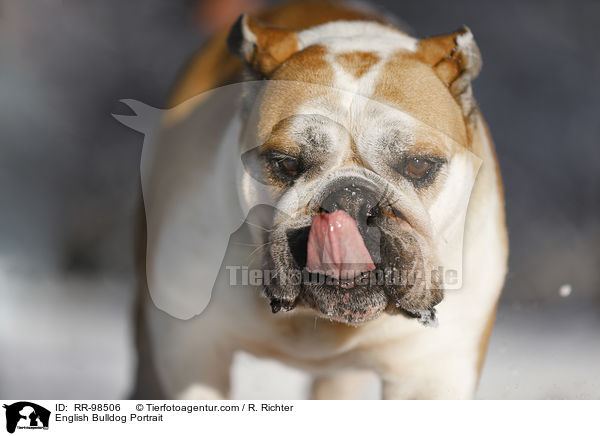 English Bulldog Portrait / RR-98506