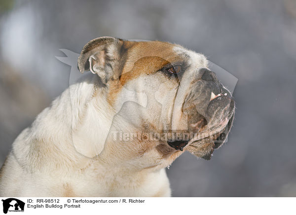 English Bulldog Portrait / RR-98512