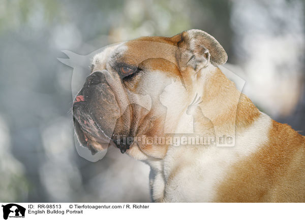 English Bulldog Portrait / RR-98513