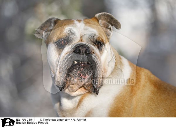 English Bulldog Portrait / RR-98514