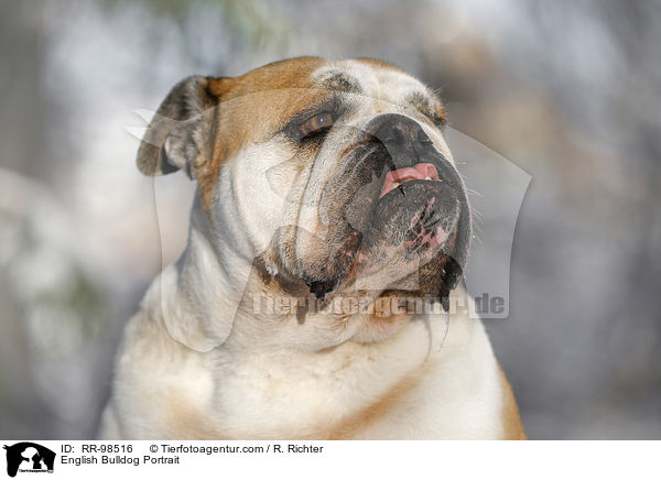 English Bulldog Portrait / RR-98516