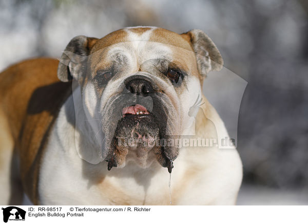 English Bulldog Portrait / RR-98517