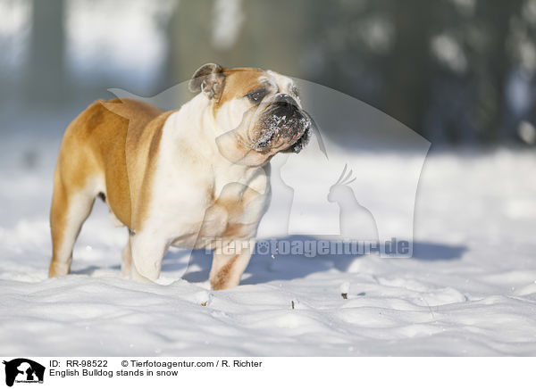 English Bulldog stands in snow / RR-98522