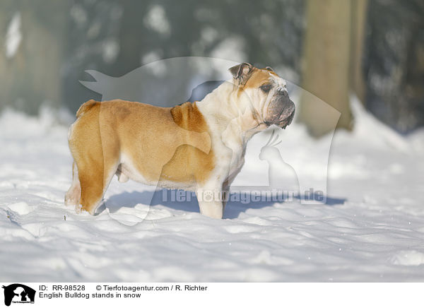 English Bulldog stands in snow / RR-98528
