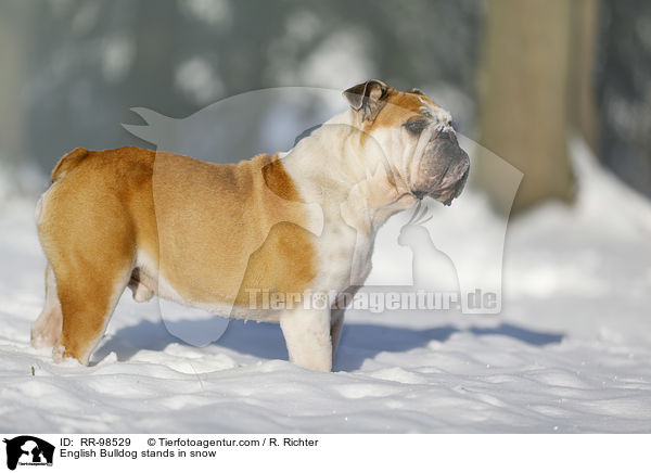 English Bulldog stands in snow / RR-98529