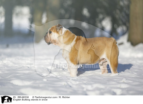 English Bulldog stands in snow / RR-98536
