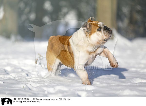 running English Bulldog / RR-98537