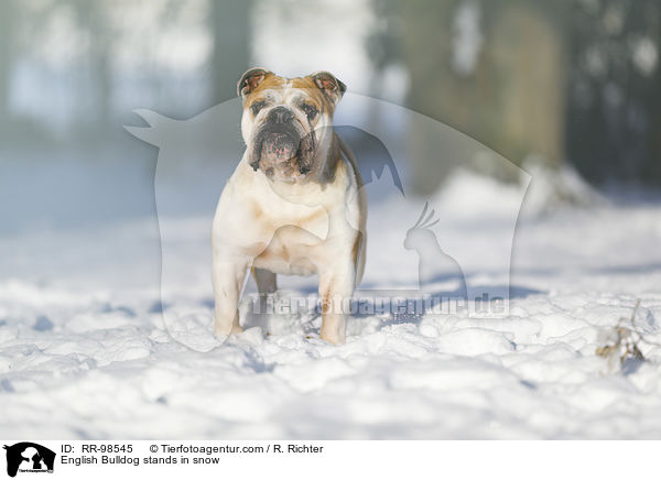 English Bulldog stands in snow / RR-98545