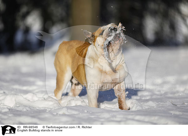 English Bulldog stands in snow / RR-98546