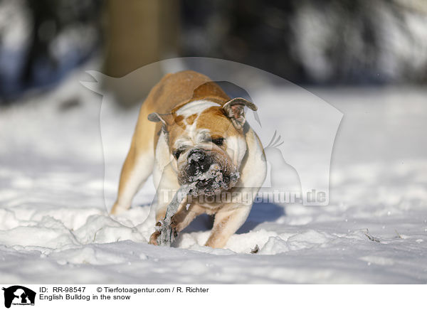English Bulldog in the snow / RR-98547