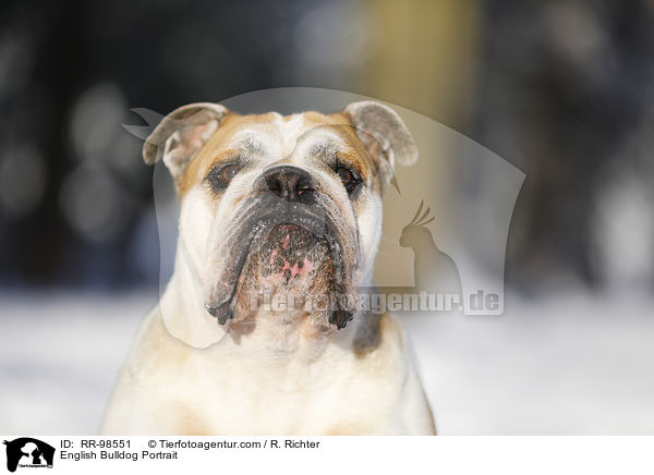 English Bulldog Portrait / RR-98551