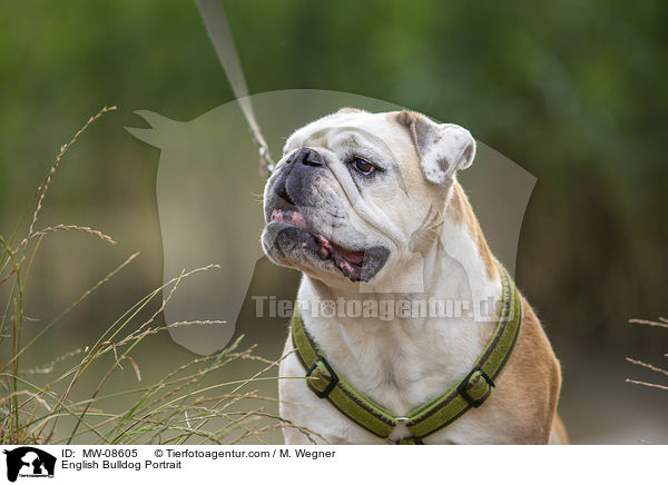 English Bulldog Portrait / MW-08605