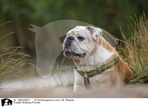 English Bulldog Portrait / MW-08611