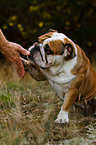 English Bulldog gives paw