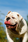 English Bulldog Portrait