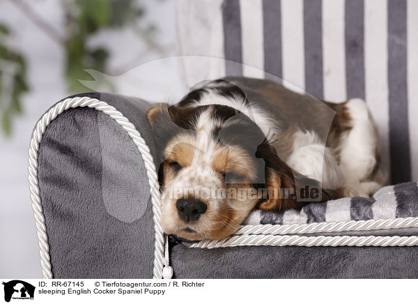 sleeping English Cocker Spaniel Puppy / RR-67145
