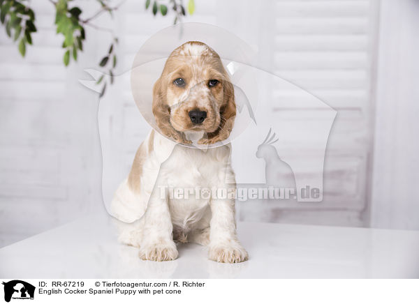 English Cocker Spaniel Puppy with pet cone / RR-67219