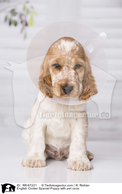 English Cocker Spaniel Puppy with pet cone / RR-67221