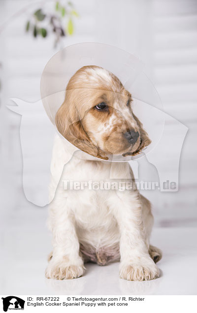 English Cocker Spaniel Puppy with pet cone / RR-67222