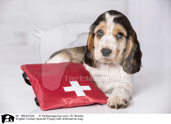 English Cocker Spaniel Puppy with ambulance bag / RR-67226