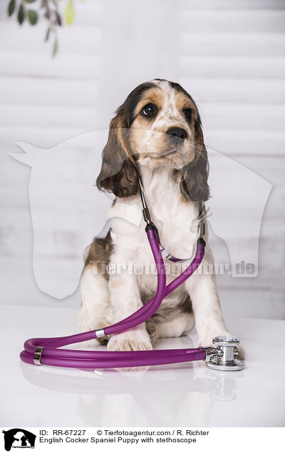 English Cocker Spaniel Puppy with stethoscope / RR-67227