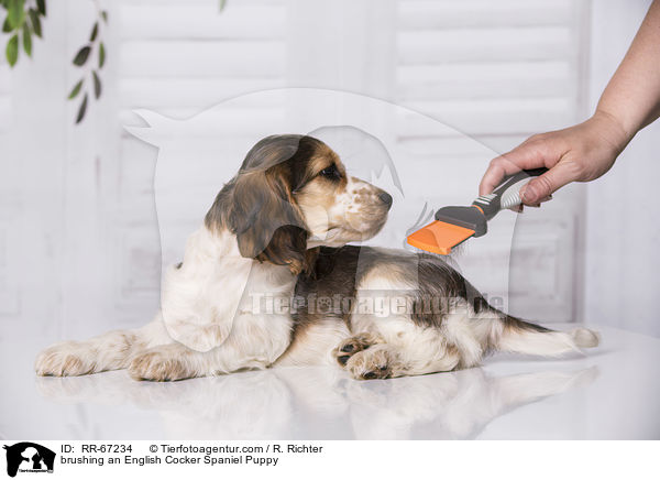 brushing an English Cocker Spaniel Puppy / RR-67234