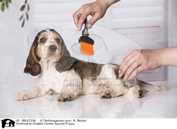 brushing an English Cocker Spaniel Puppy / RR-67236