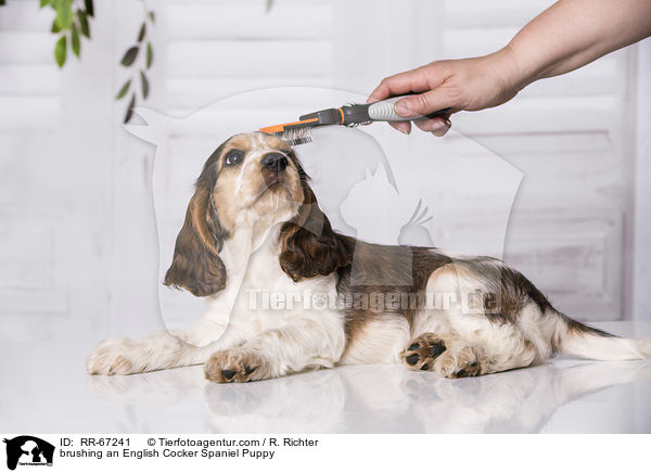 brushing an English Cocker Spaniel Puppy / RR-67241