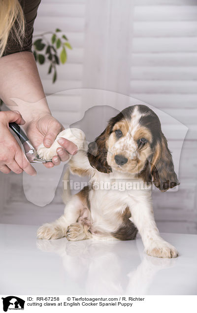 cutting claws at English Cocker Spaniel Puppy / RR-67258