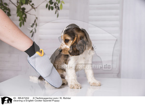 cleaning a English Cocker Spaniel Puppy / RR-67262