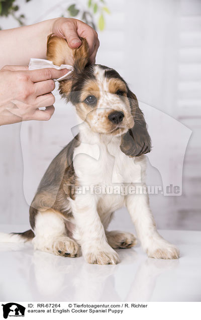 earcare at English Cocker Spaniel Puppy / RR-67264