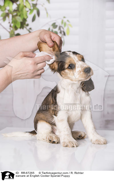 earcare at English Cocker Spaniel Puppy / RR-67265