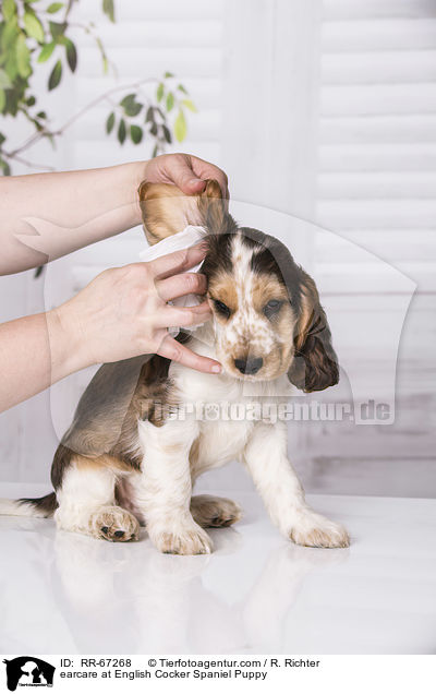 earcare at English Cocker Spaniel Puppy / RR-67268