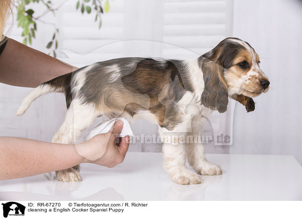 cleaning a English Cocker Spaniel Puppy / RR-67270